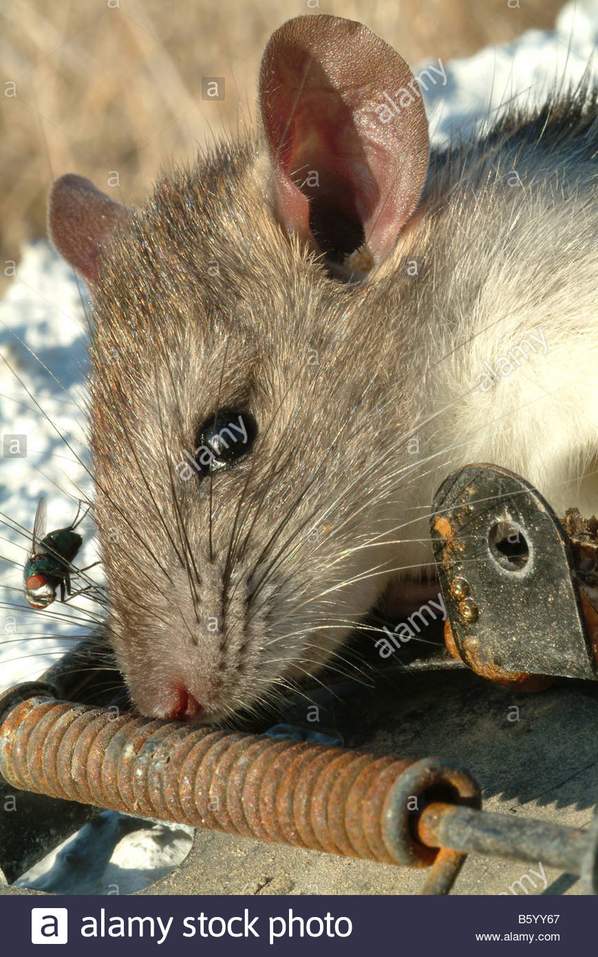 Rat Caught In Trap Stock Photos & Rat Caught In Trap Stock Images Alamy