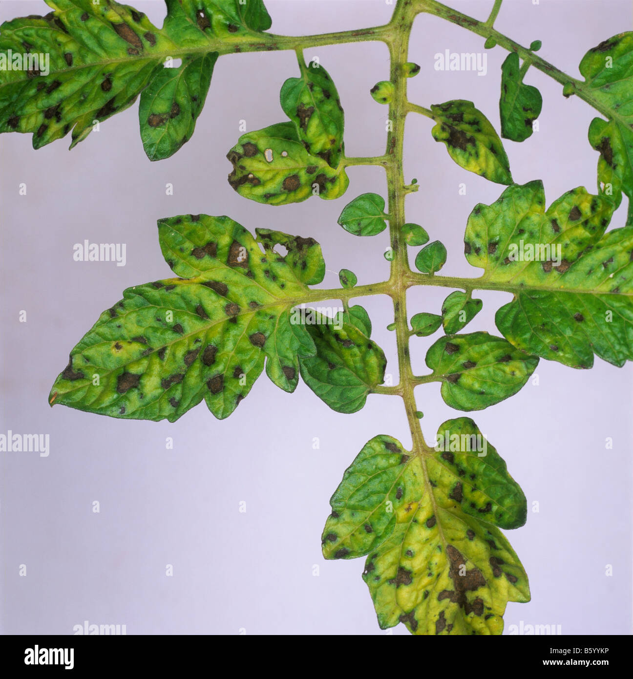 Manganese Mn deficiency symptoms on glasshouse grown tomato plant leaves  Stock Photo - Alamy