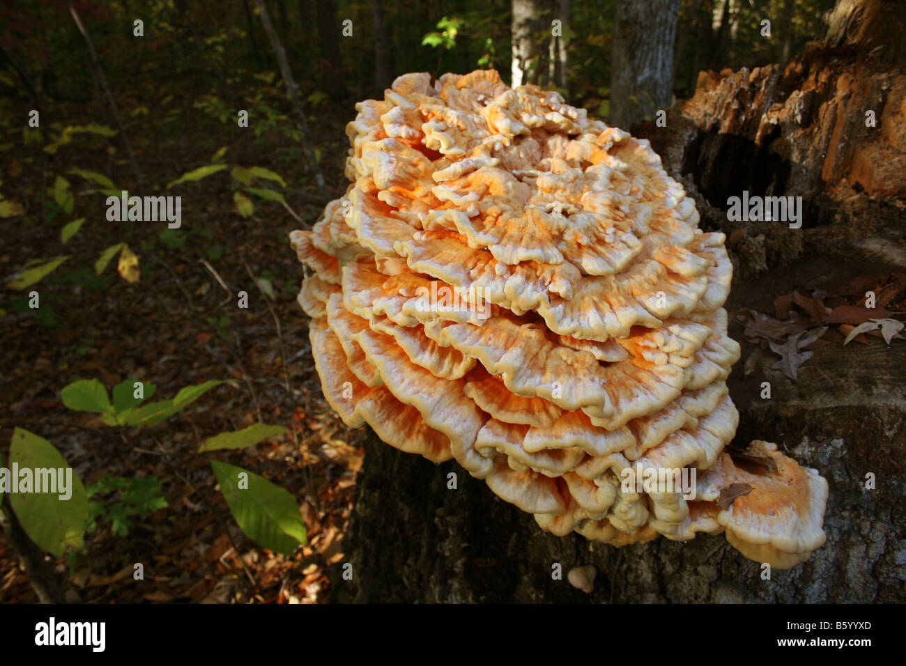Laetiporus sulphureus, an edible mushroom, growing on decaying tree stump. Also known as the 'Chicken of the Woods'. Stock Photo