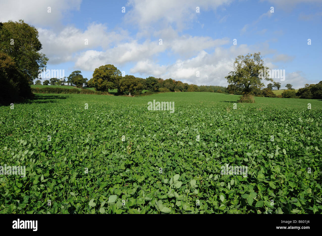Red clover ley hires stock photography and images Alamy