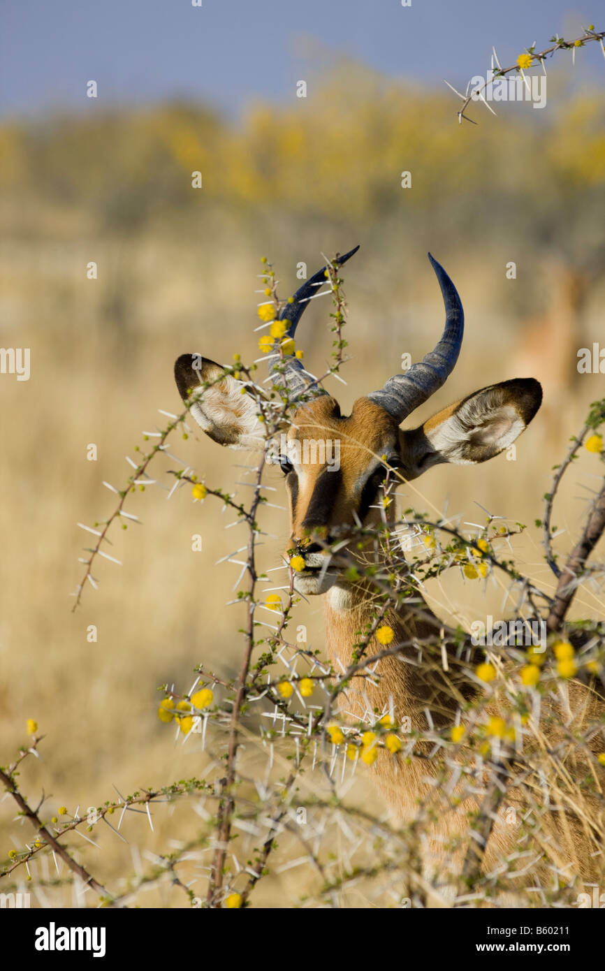 Black-faced Impala in Blossoming Acacia Bush, Etosha National Park, Namibia Stock Photo