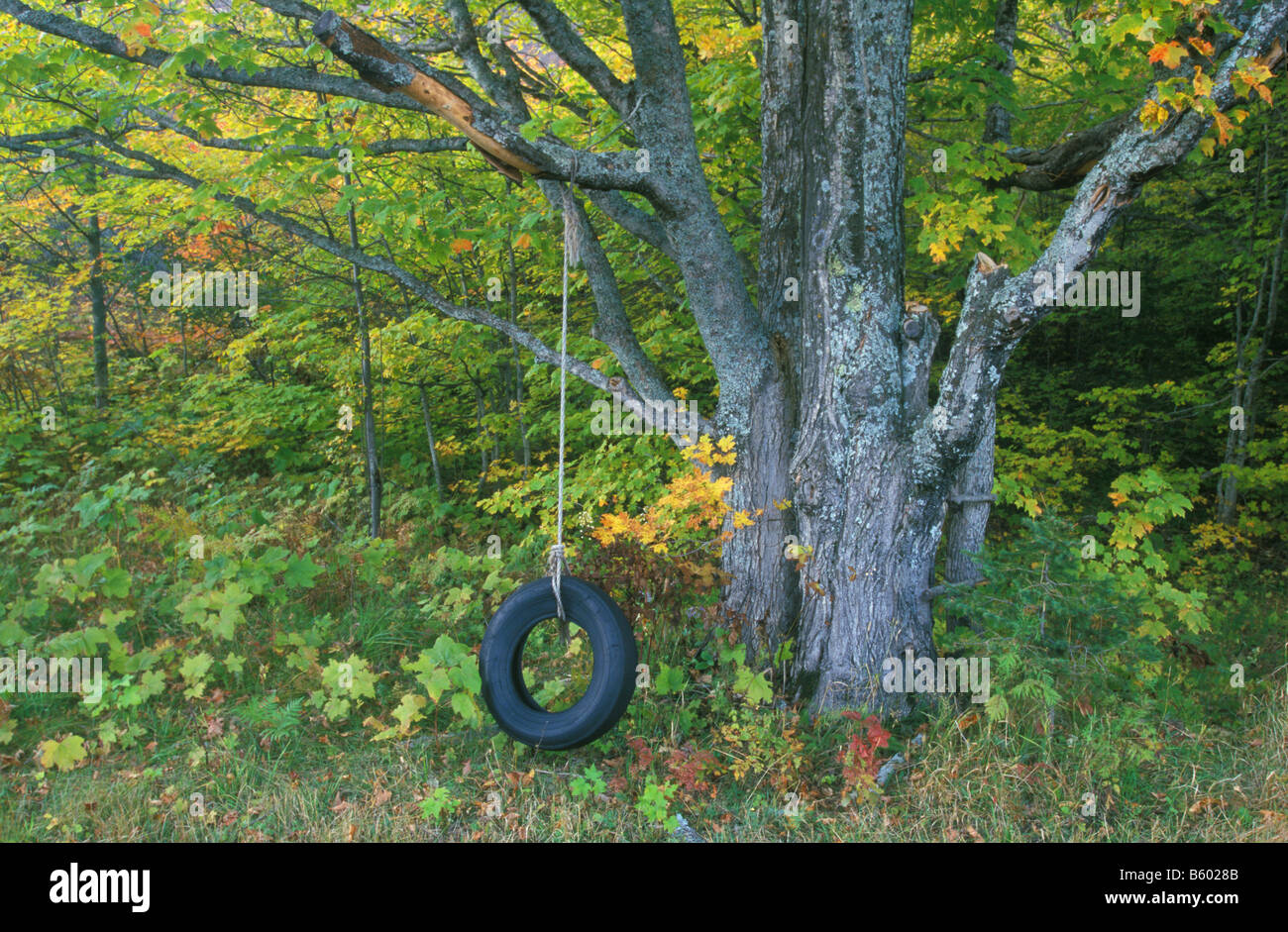 Tire Swing, by Larry Mishkar/Dembinsky Photo Assoc Stock Photo
