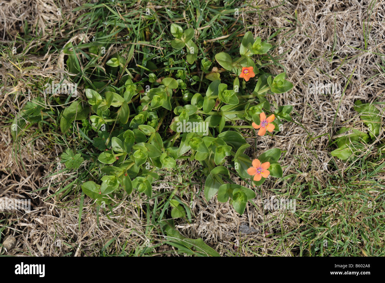 Scarlet pimpernel Anagallis arvensis prostrate flowering plant in dead grass near the sea Stock Photo