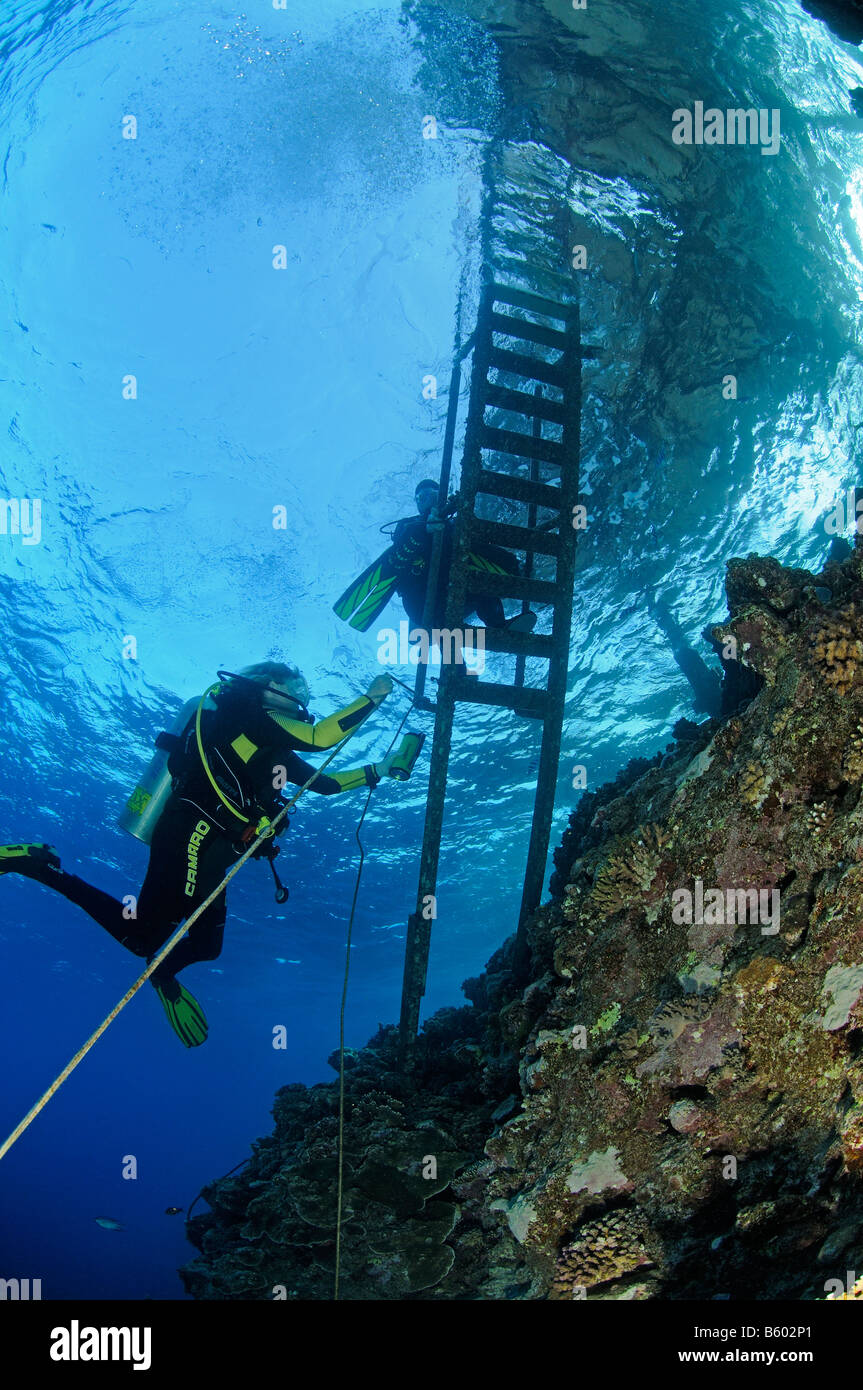 scuba diver climbing up a ladder under water, Red Sea Stock Photo Alamy