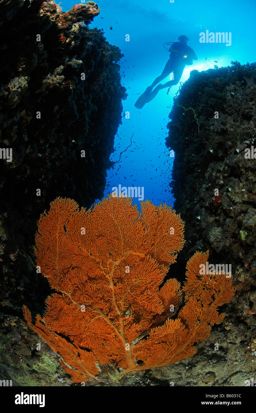 Subergorgia hicksoni Giant Gorgonian Sea Fan with scuba diver, Red Sea Stock Photo