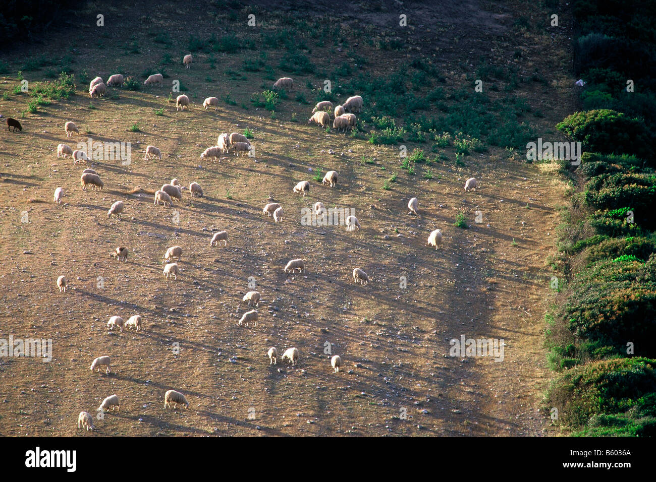 Sheeps grazing near Argentiera Alghero Sardinia Italy Stock Photo