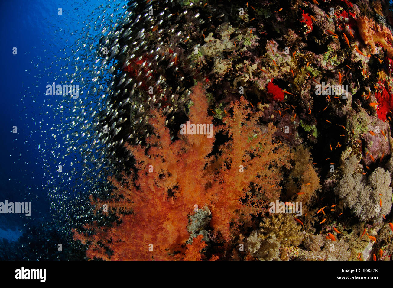 Dendronephthya hemprichi Soft corals and glassfish at coral reef, Red Sea Stock Photo