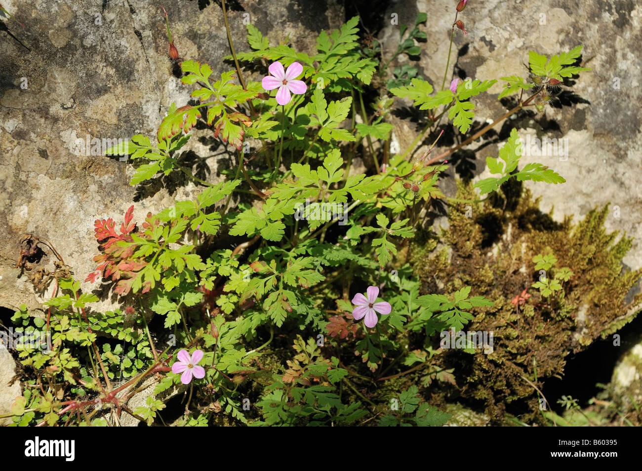 Herb robert Geranium robertianum on Limestone wall Stock Photo Alamy