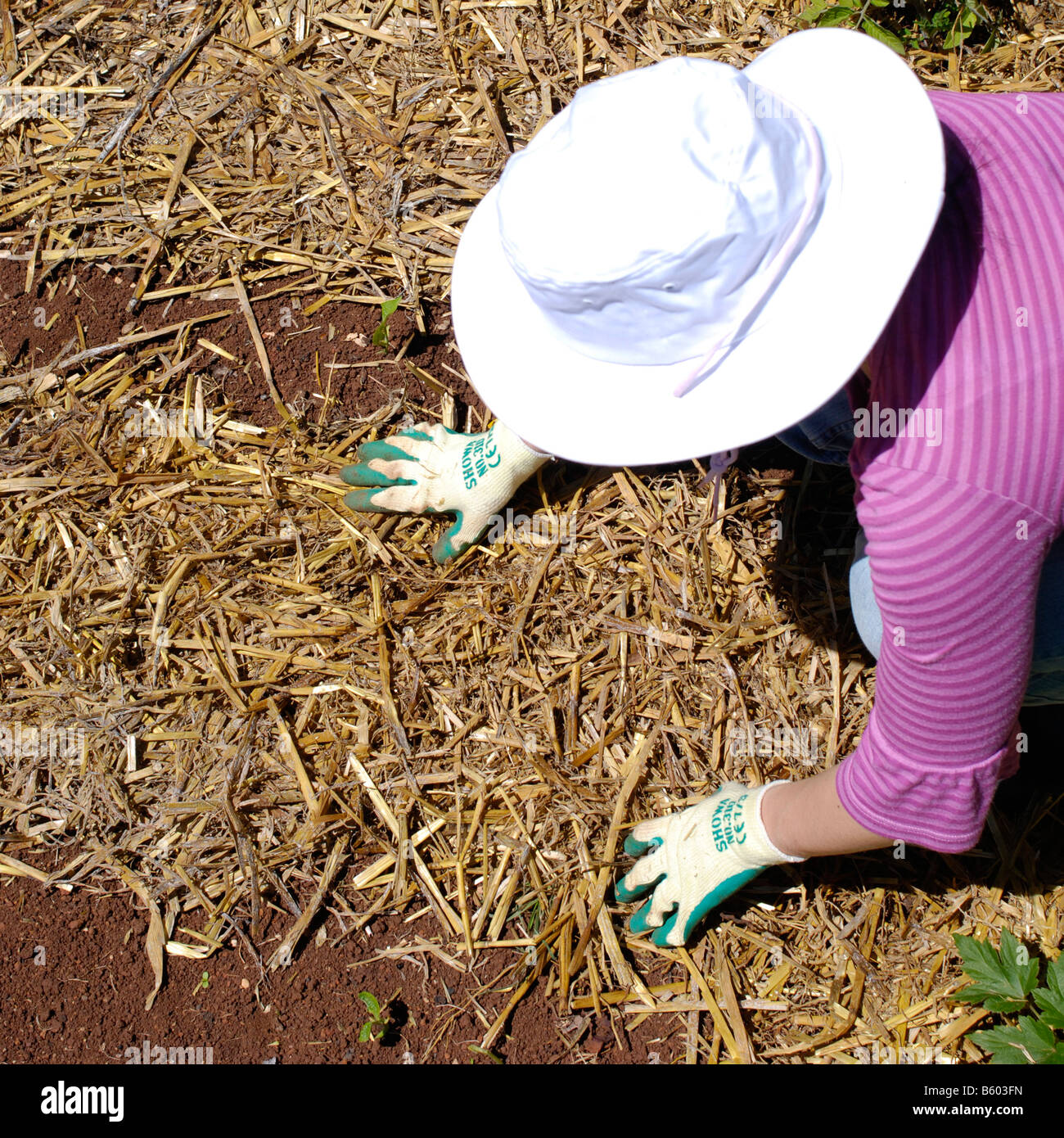 Young woman using pea straw as mulch over her vegetable patch Stock Photo