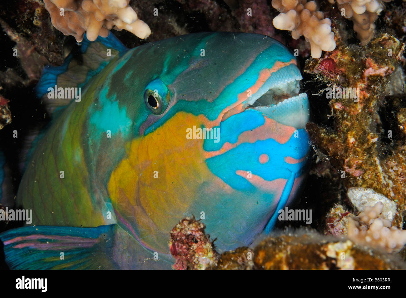 Scarus sordidus, Bullhead parrotfish sleeping male, Red Sea Stock Photo
