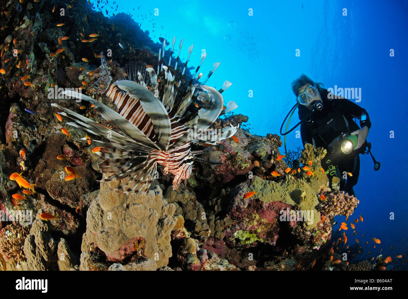 Pterois volitans Indian lionfish and scuba diver, Red Sea Stock Photo