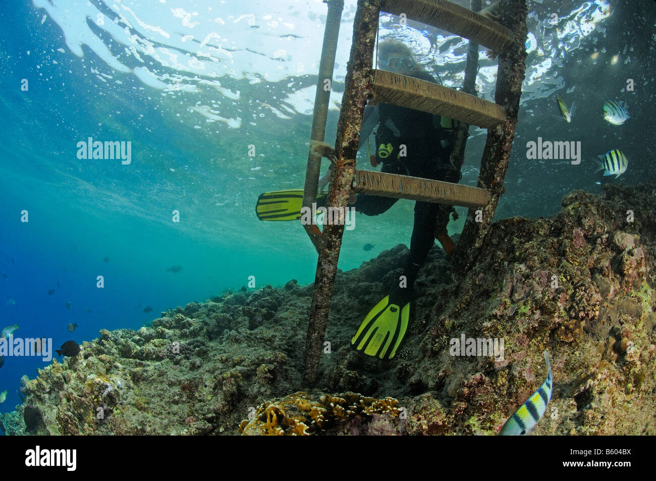 scuba diver and ladder underwater, Red Sea Stock Photo