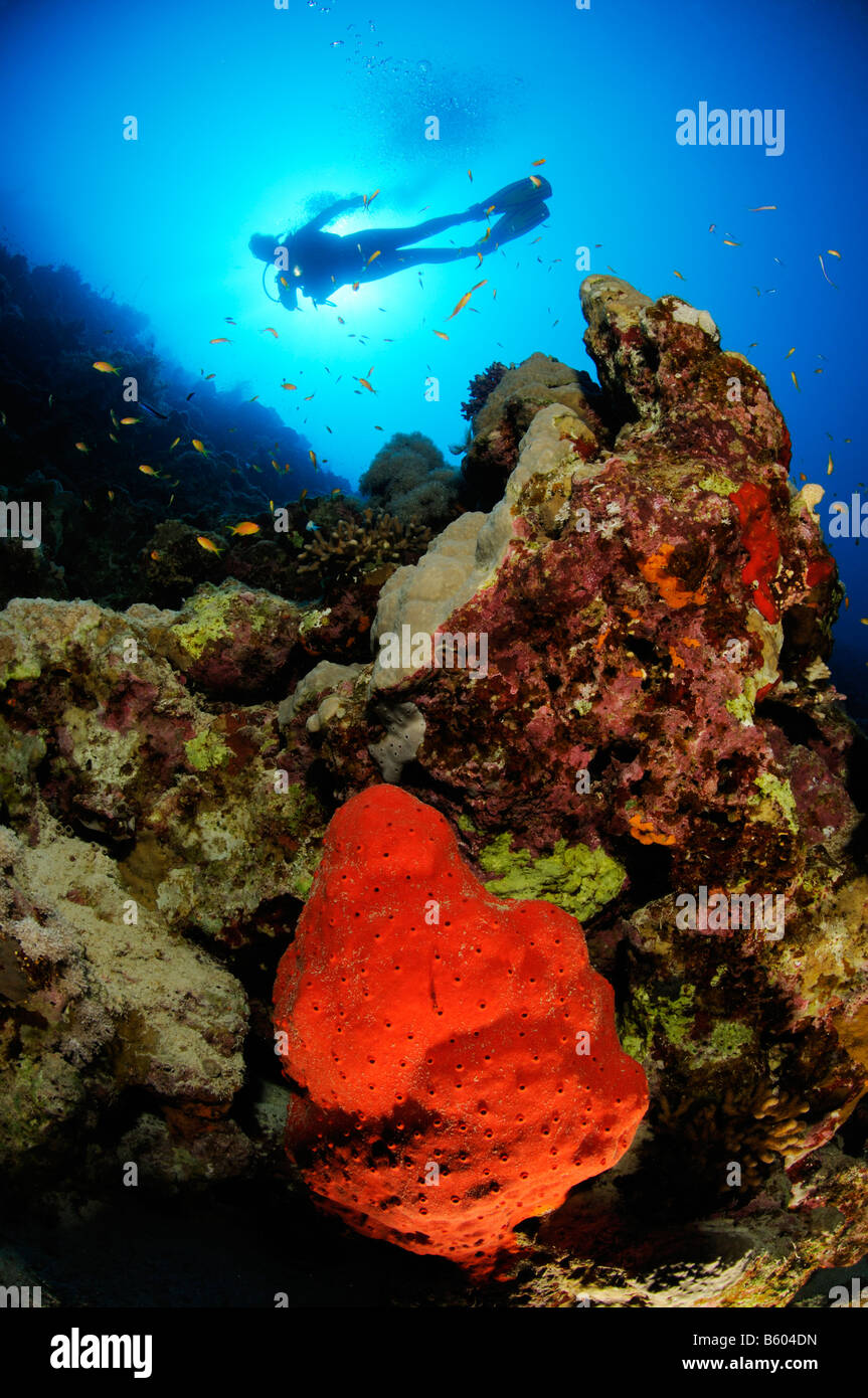 Latrunculia magnifica, fire sponge and scuba diver at coral reef, Red Sea Stock Photo