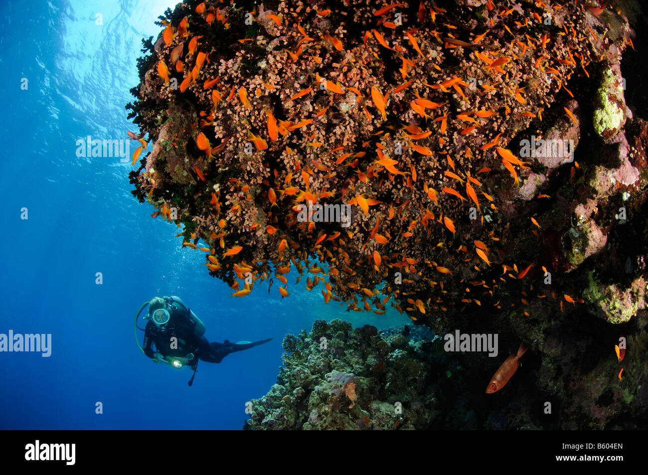 Pseudanthias sp. Anthias fish and scuba diver at coral reef, Red Sea Stock Photo