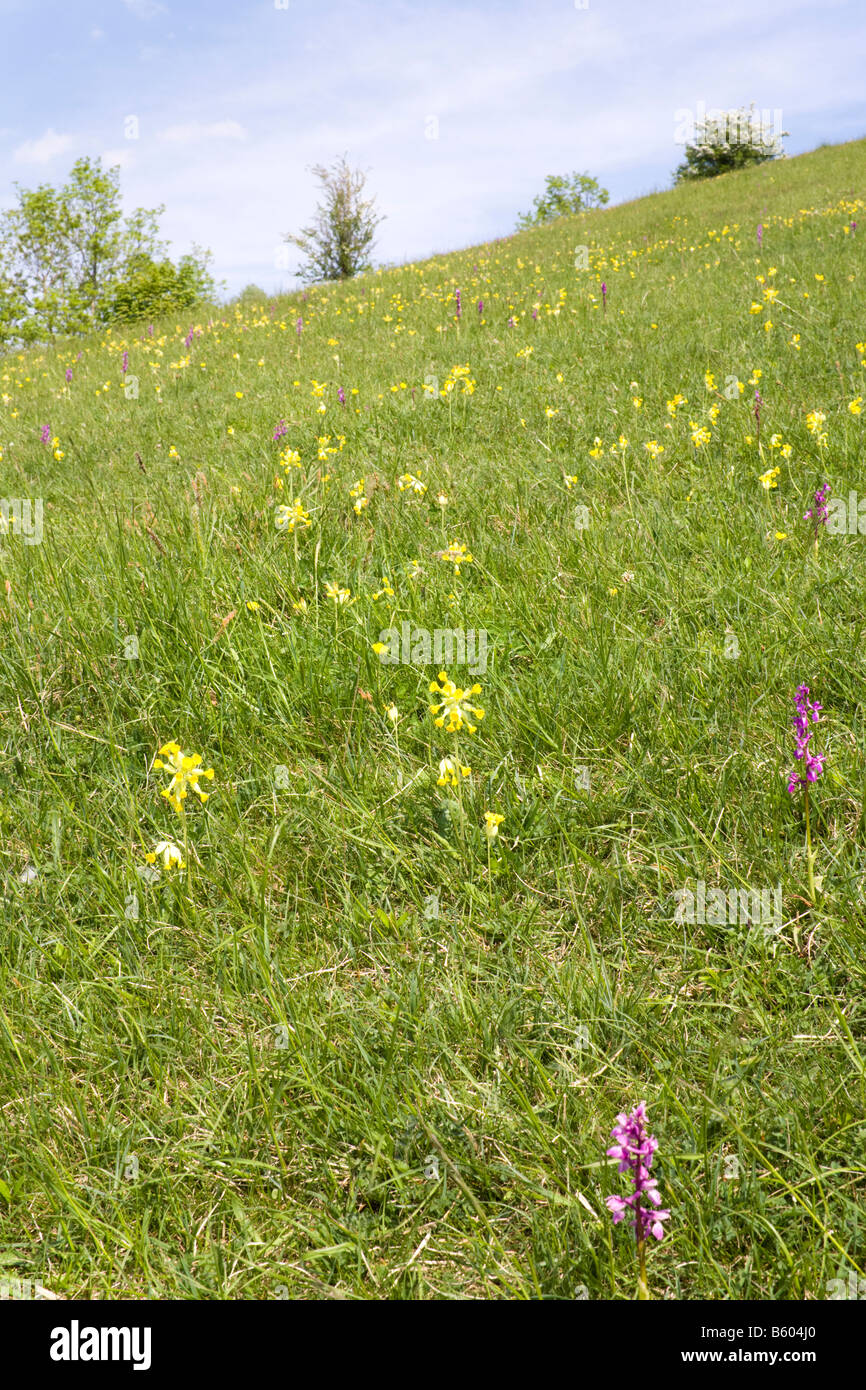 Orchids & cowslips on Cotswold limestone grassland at Elliott (Swift's Hill) Nature Reserve, Slad, Gloucestershire Stock Photo
