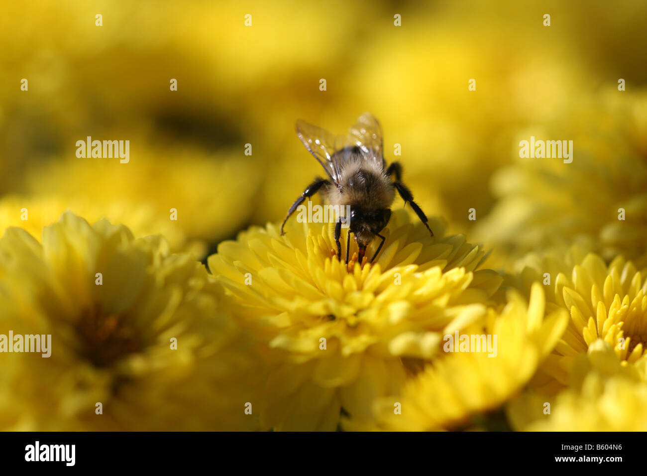 stock photo of a bumble bee taking pollen from a chrysanthemum flower