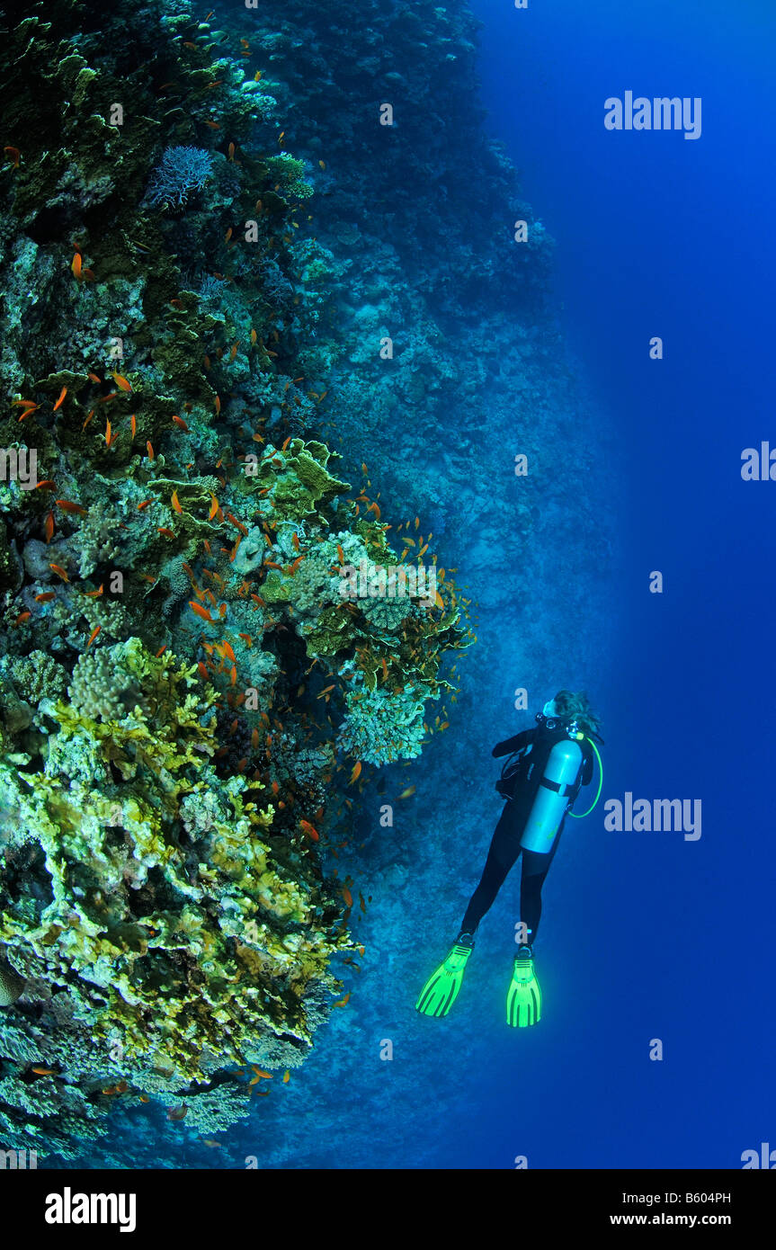 wall diving scuba diver on a deep wall, Red Sea Stock Photo