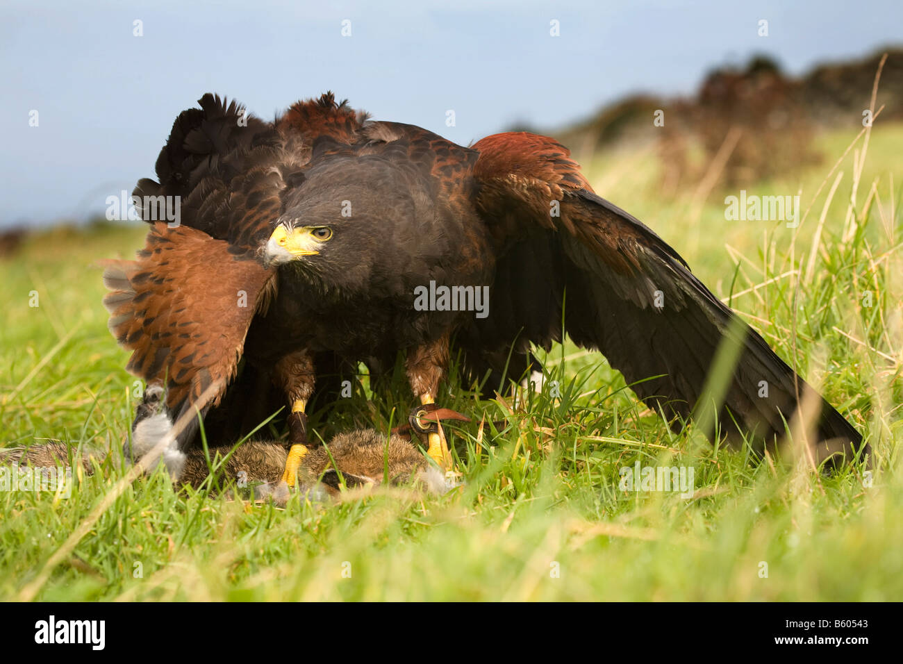 Harris hawk hi-res stock photography and images - Alamy