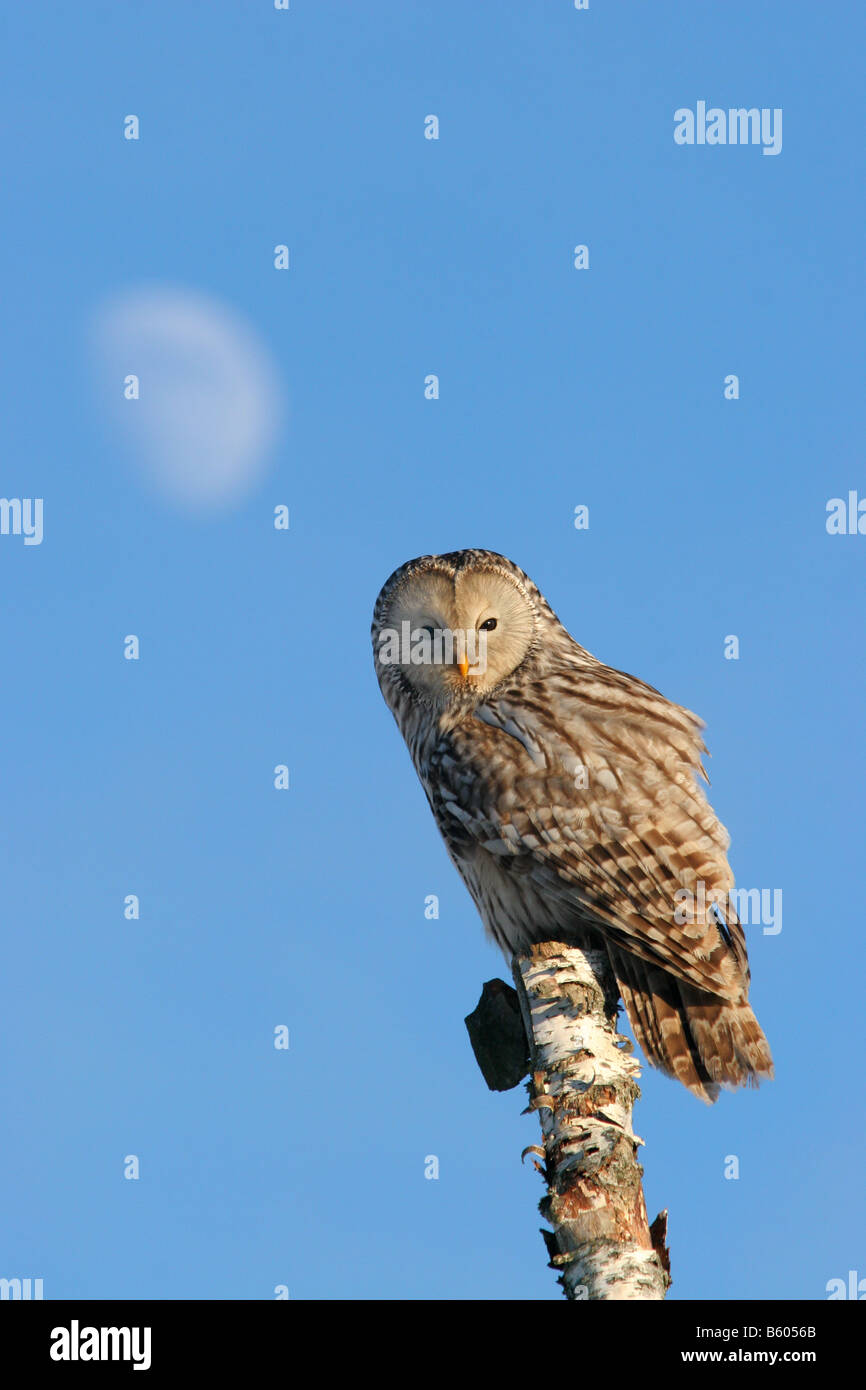 Ural owl (Strix uralensis) and the moon. Stock Photo