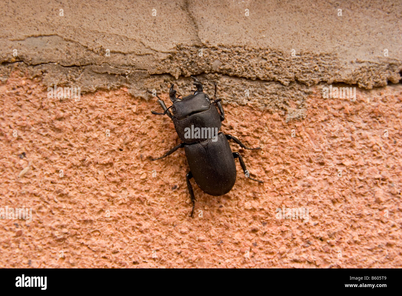 A Lesser Stag Beetle Dorcus parallelopipedus Stock Photo