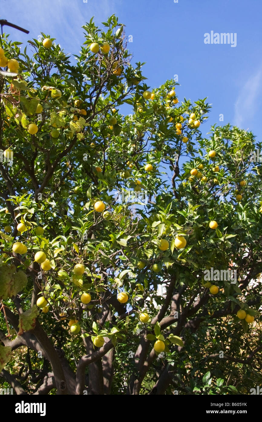 Small Lemon in Sorrento Salerno Campania Italy Stock Photo
