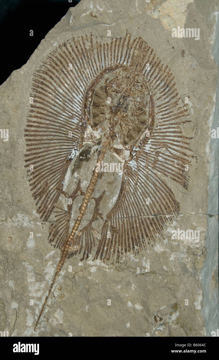 Fossil Stingray ( Cyclobates sp.) Cretaceous Lebanon Stock Photo