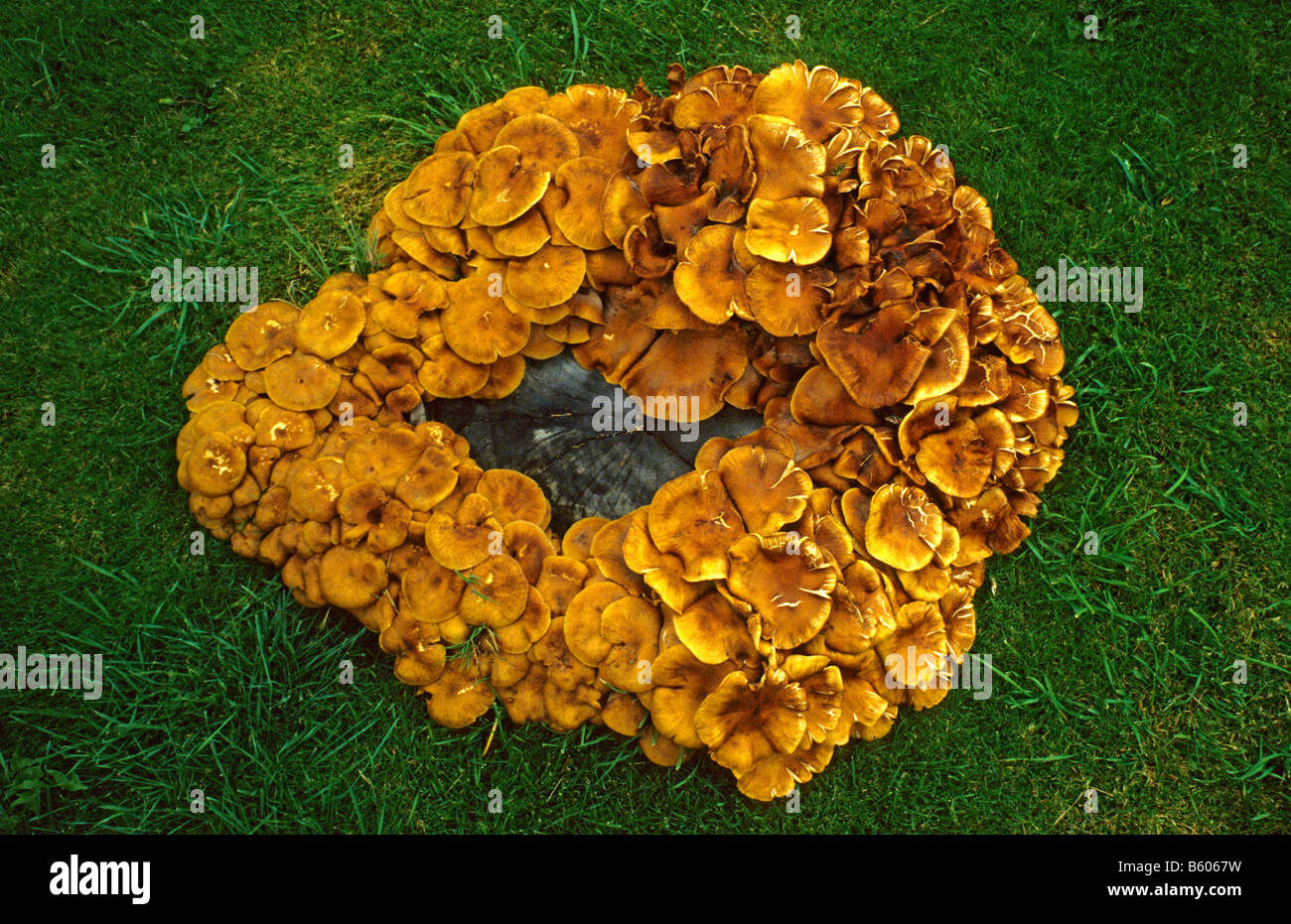 Fairy Ring fungus (Marasmius oreades) around dead tree stump - Gloucestershire, UK. Stock Photo