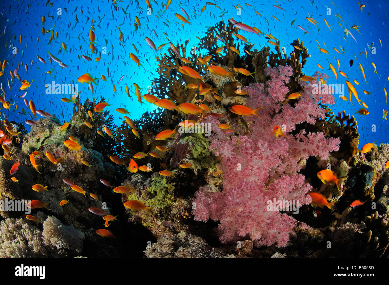 Pseudanthias squamipinnis, Lyratail anthias on coral reef, Red Sea Stock Photo