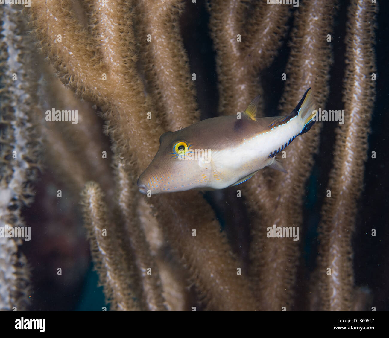 A small Sharpnose Puffer fish swims down in front of some coral stalks. Stock Photo