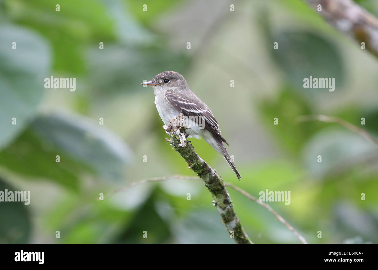 Tropical Pewee Stock Photo