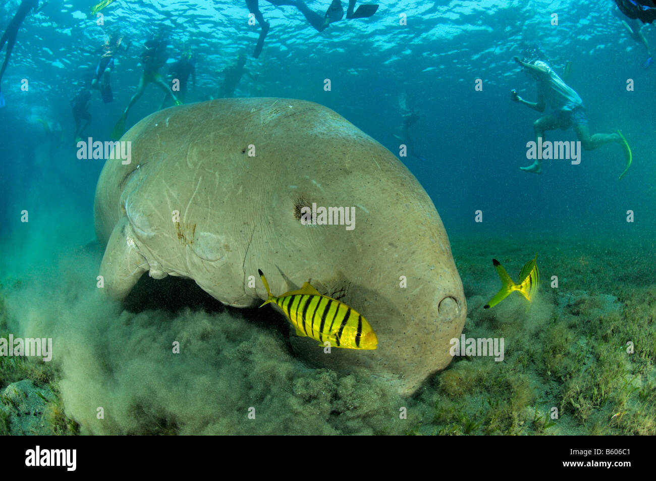 dugong dugon, Gnathanodon speciosus, Dugong and scuba diver, Red Sea Stock Photo