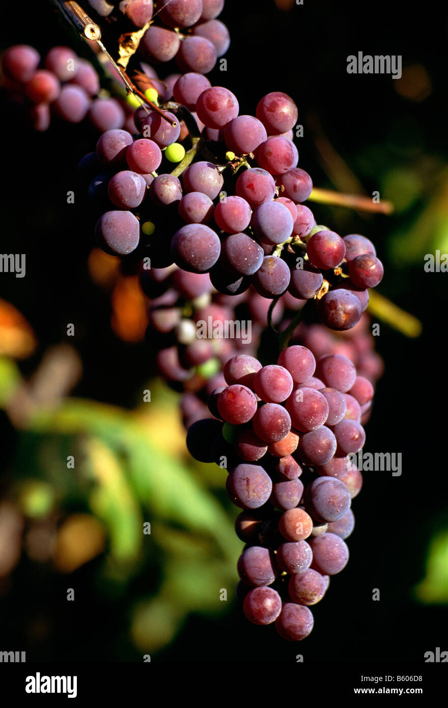 CONCORD GRAPE HARVEST, ARCHER VINEYARDS, TOWN OF NORTH EAST, ERIE