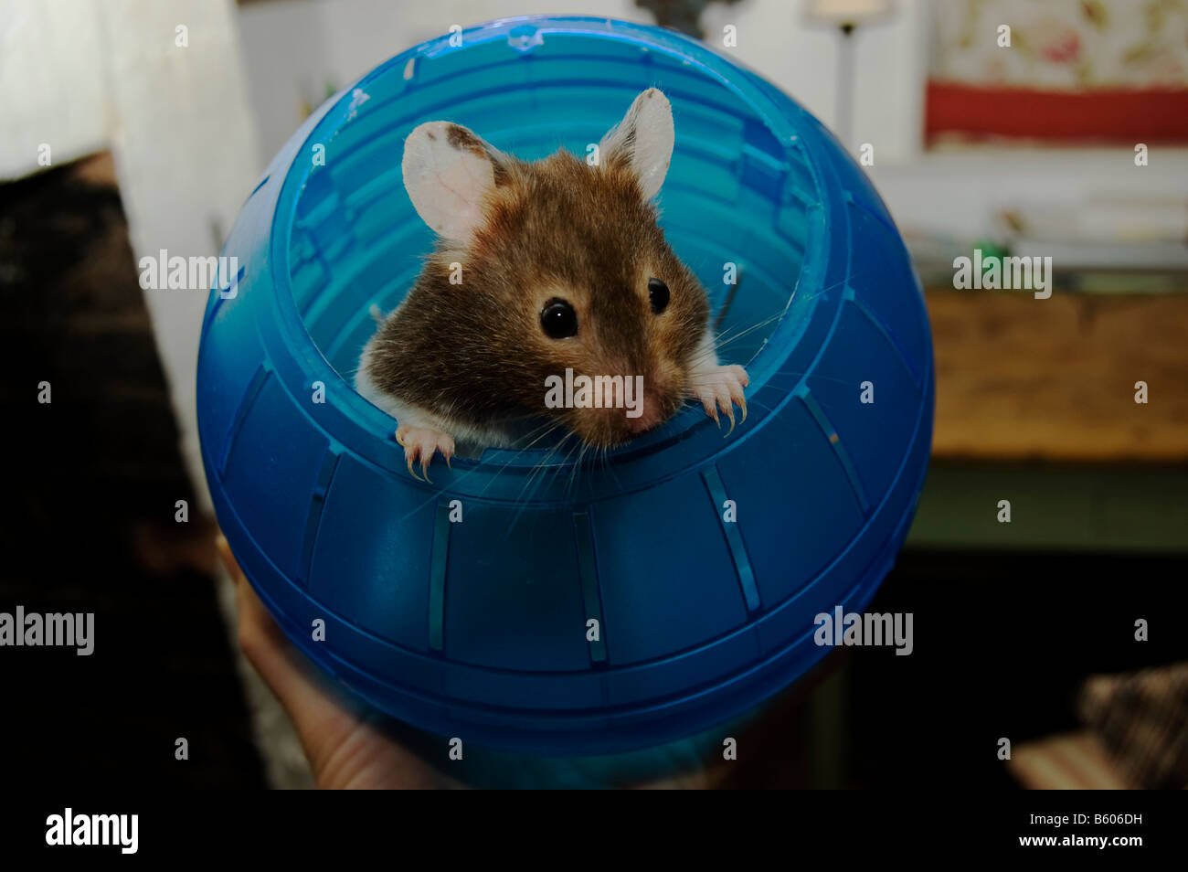 Hamster in exercise ball hires stock photography and images Alamy