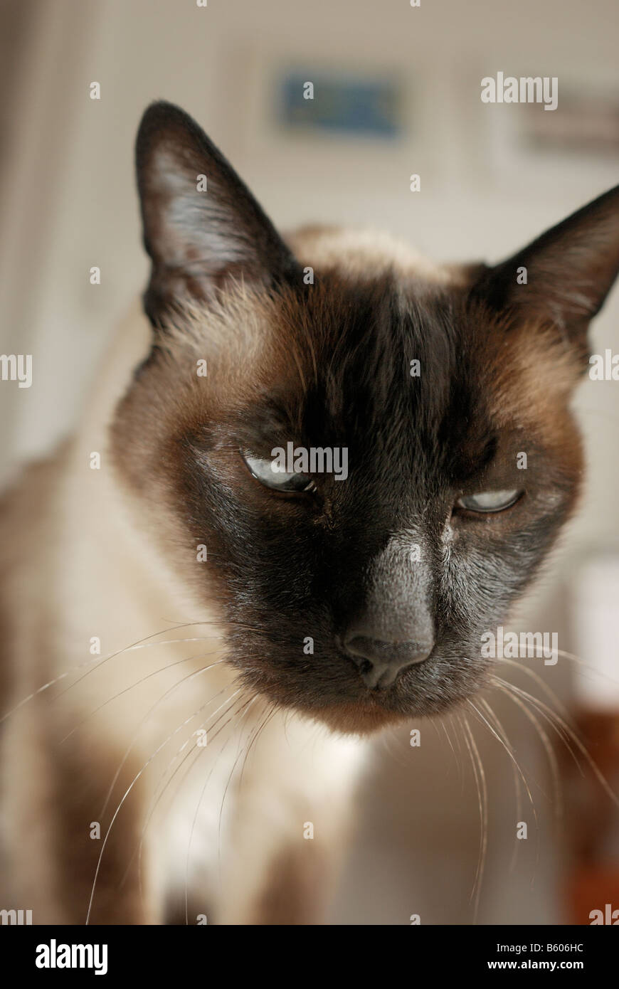 Siamese cat with glaucoma in both eyes -close-up Stock Photo - Alamy