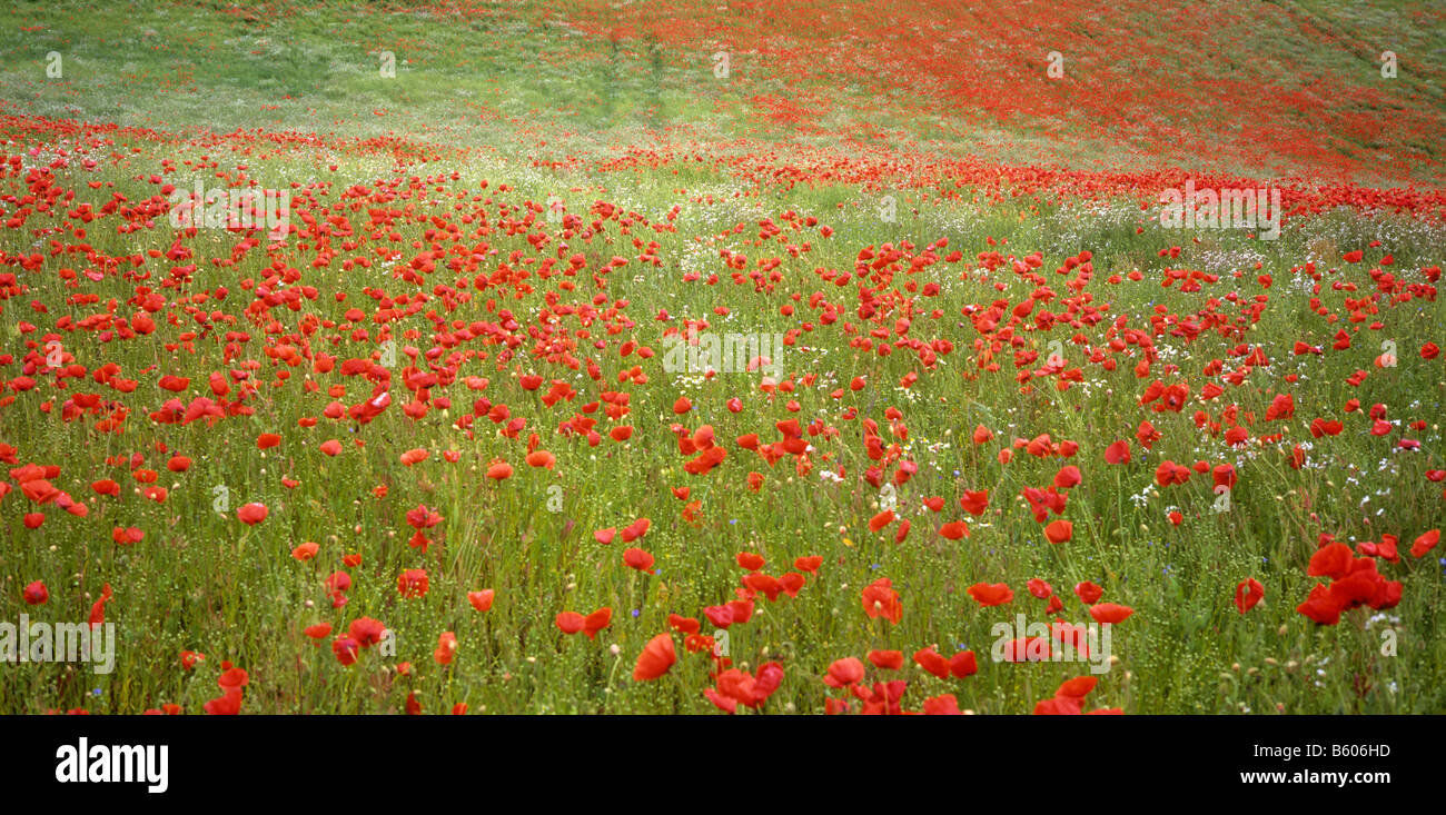 UK England Essex Constable Country Poppy filled field Stock Photo
