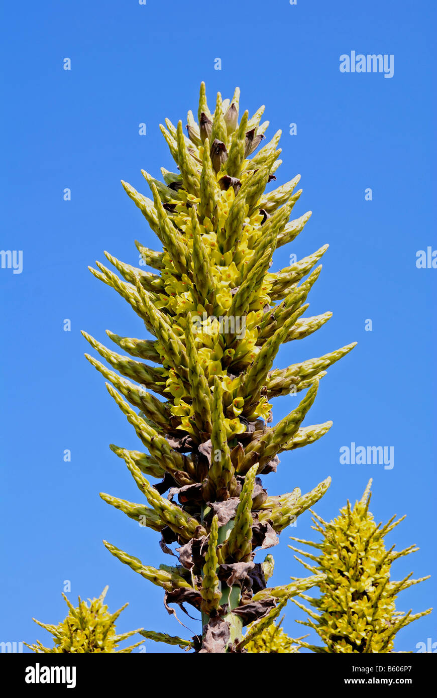 a puya chilensis plant in flower Stock Photo