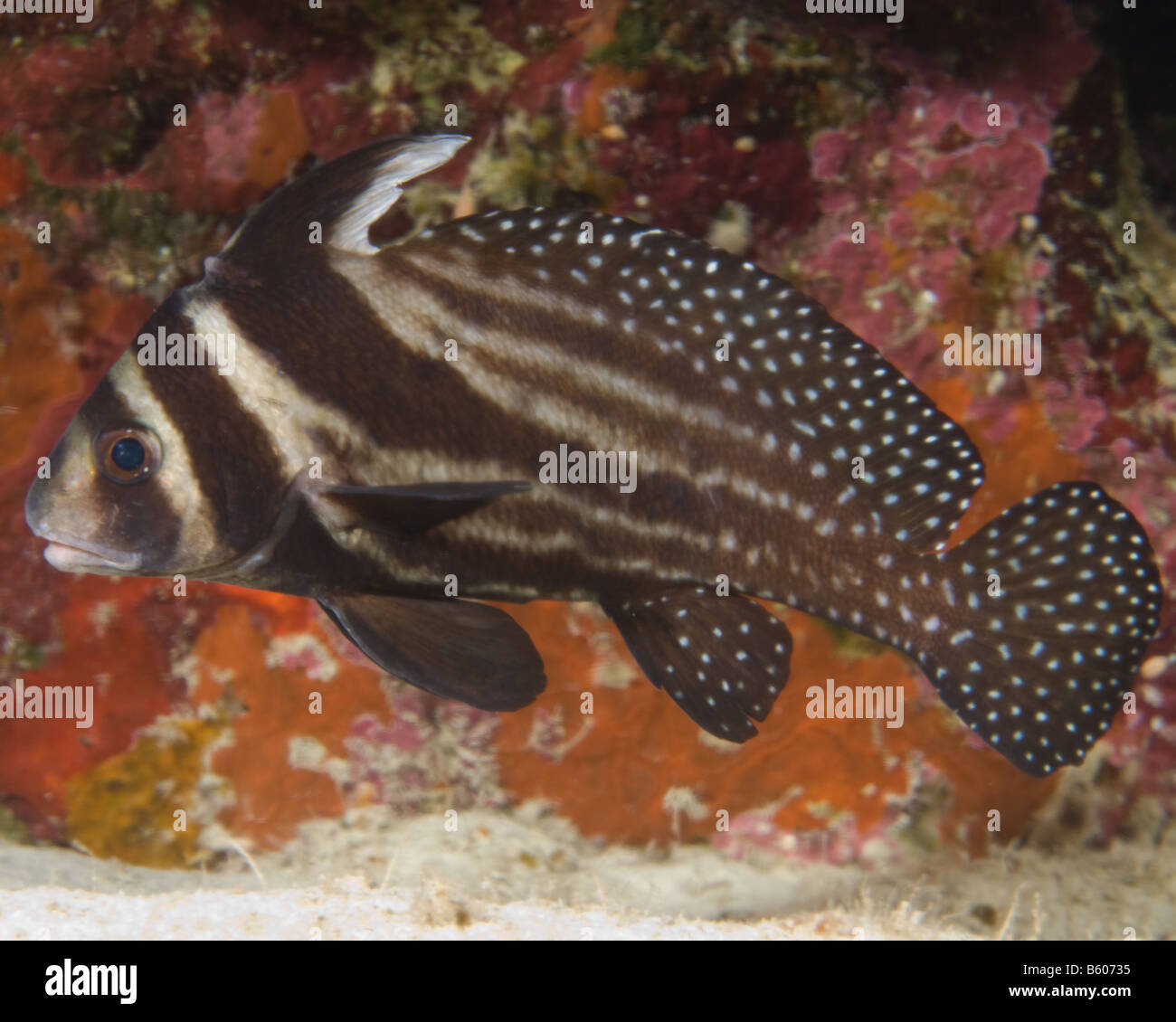 Profile view of a Spotted Drum, Equetus punctatus. Stock Photo
