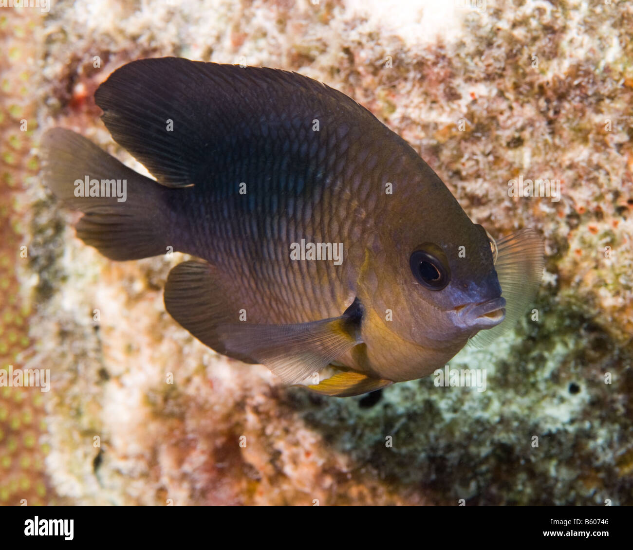 A Threspot Damselfish poses in side view for the camera. Stock Photo