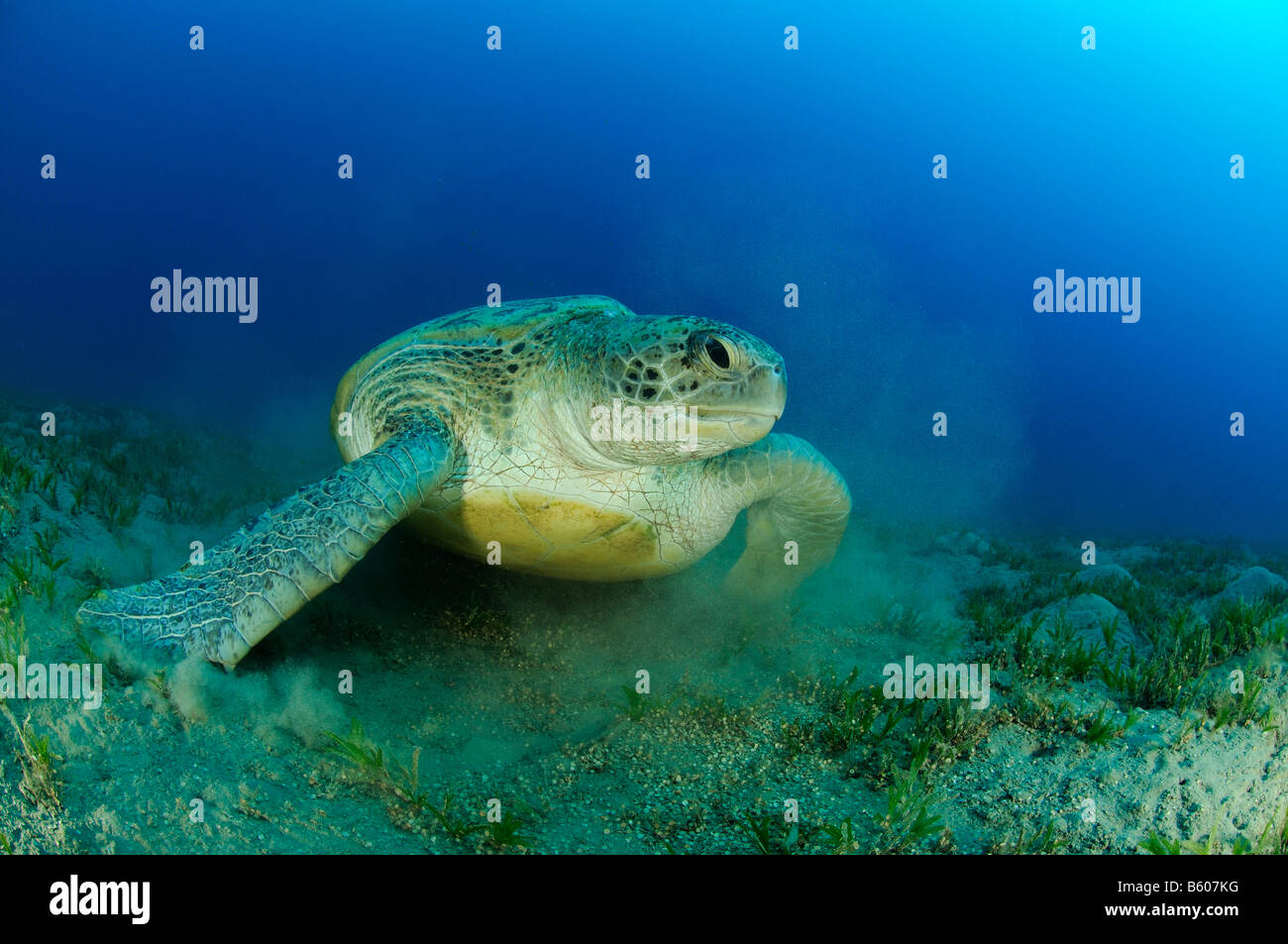 Chelonia mydas Green seaturtle, Red Sea Stock Photo