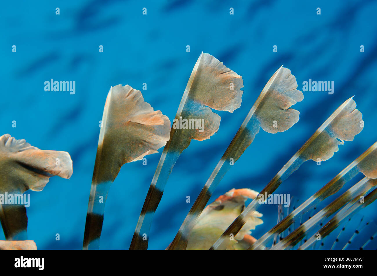 Pterois miles Indian lionfish dorsal fin spines, Red Sea Stock Photo