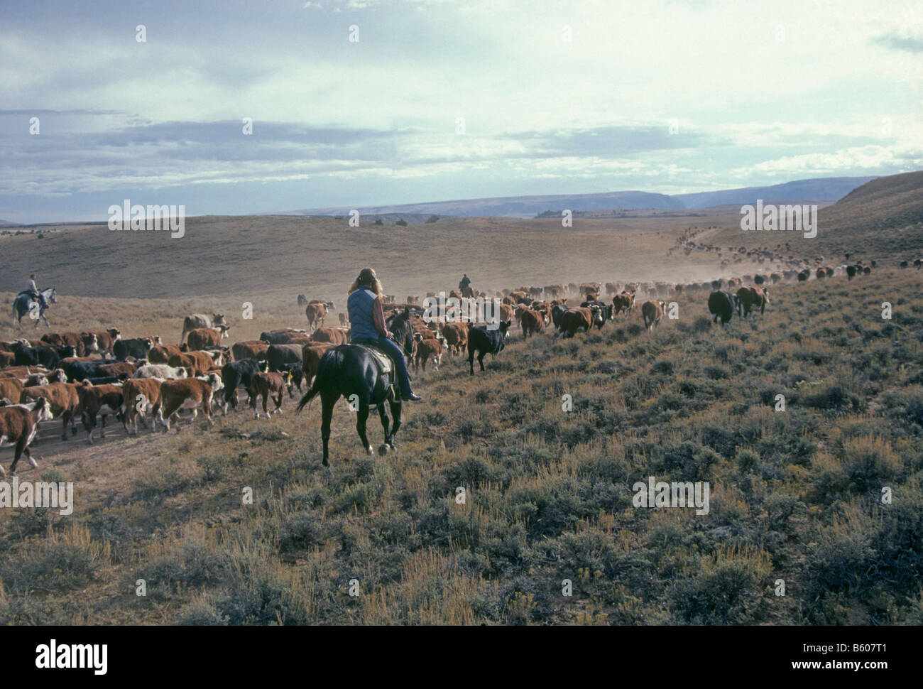 Herford Cattle High Resolution Stock Photography and Images - Alamy