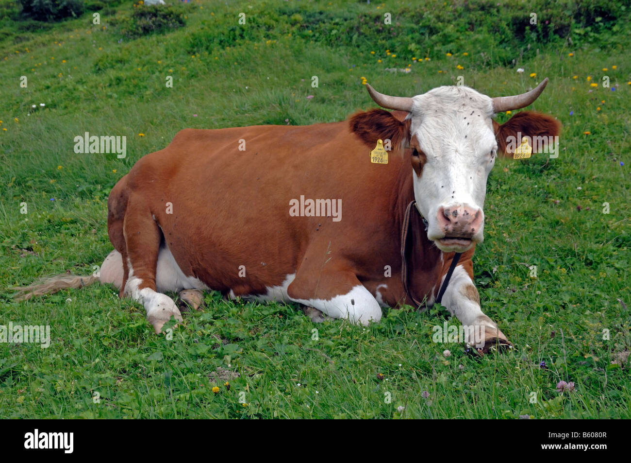 Simmental Cattle (Bos taurus), cow chewing the cud on a pasture Stock