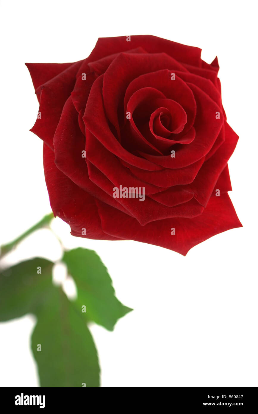Single Red rose on white background Stock Photo