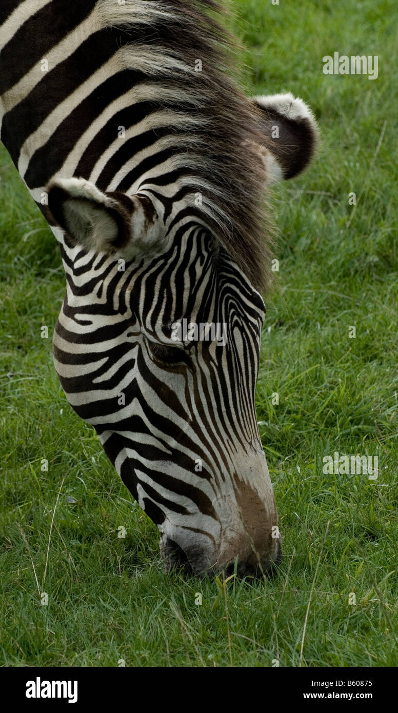 Chapmans Zebra, Woburn Safari Park, Bedfordshire, England Stock Photo