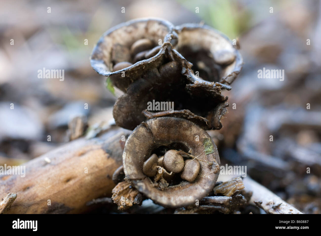 birds nest fungus Cyathus olla Stock Photo