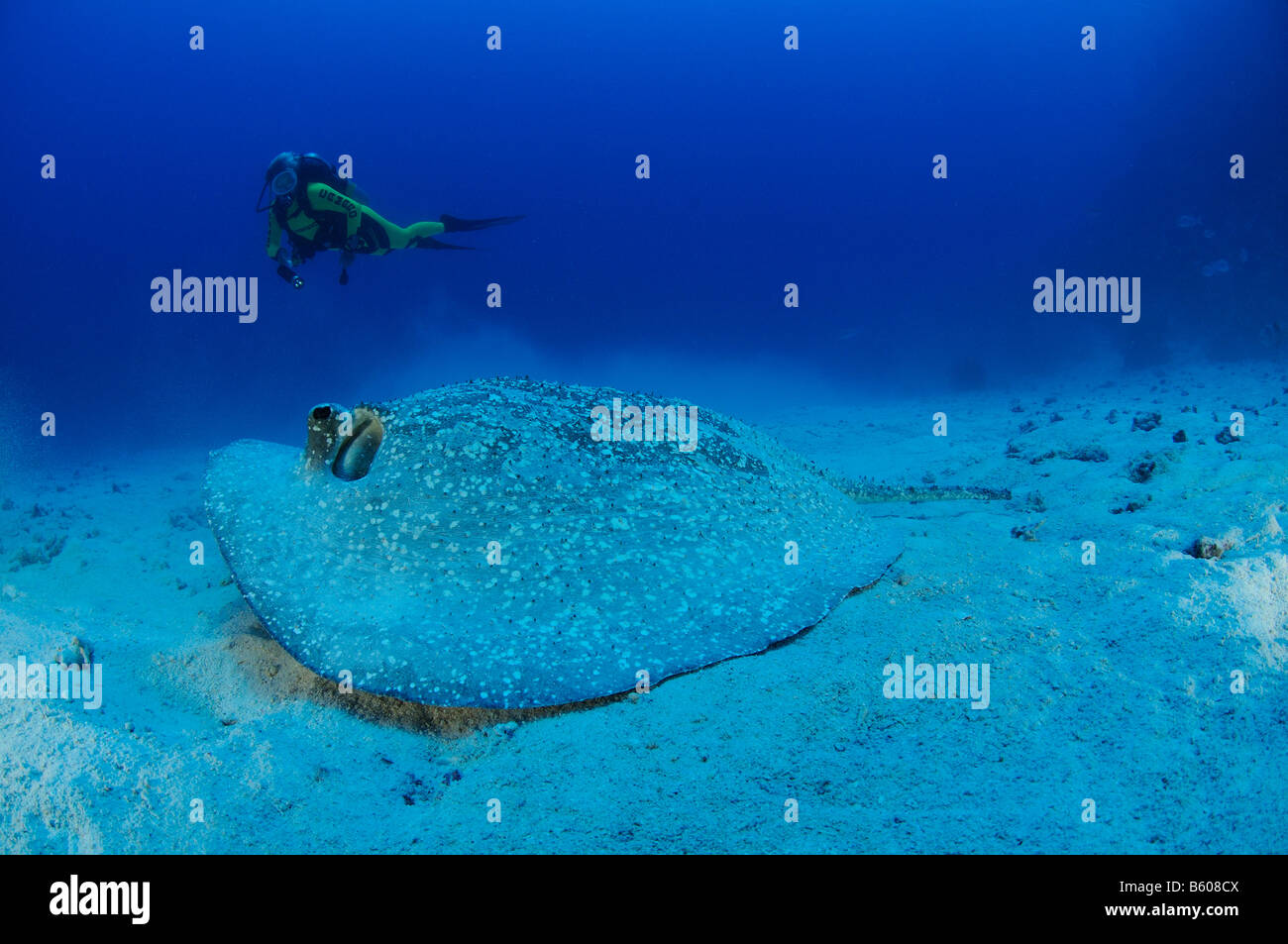 Urogymnus asperrimus, Urogymnus africanus, Porcupine ray and scuba diver, Red Sea Stock Photo