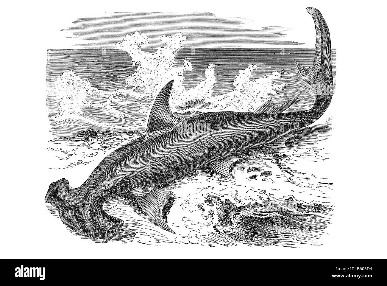 hammerhead shark Stock Photo