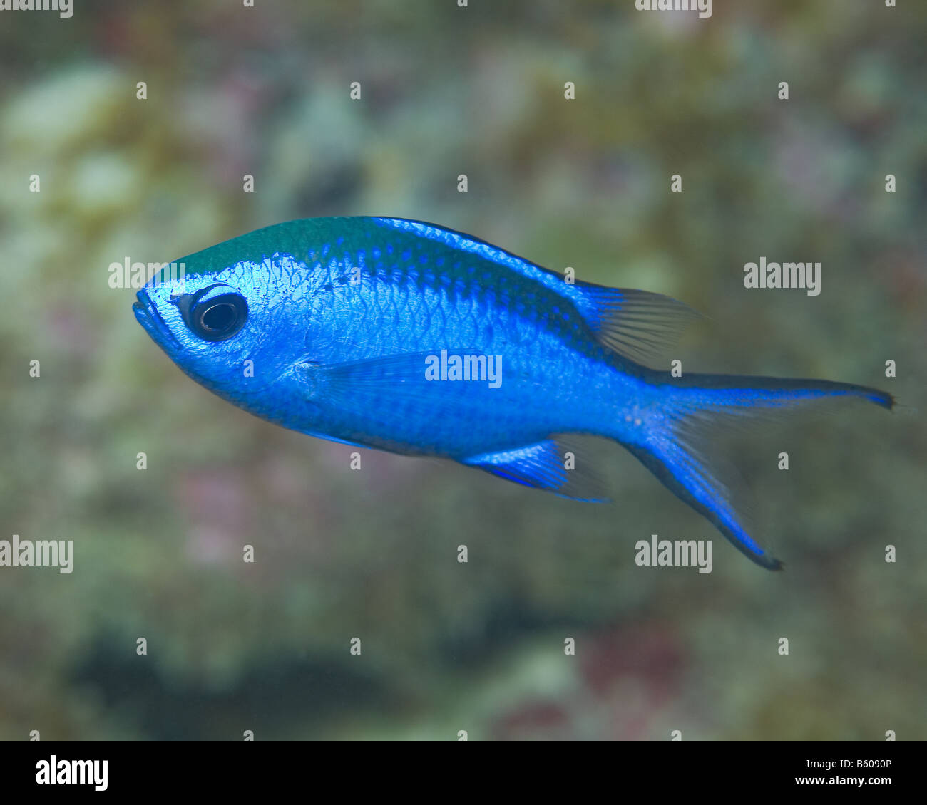 A Blue Chromis fish poses briefly for the camera. Stock Photo