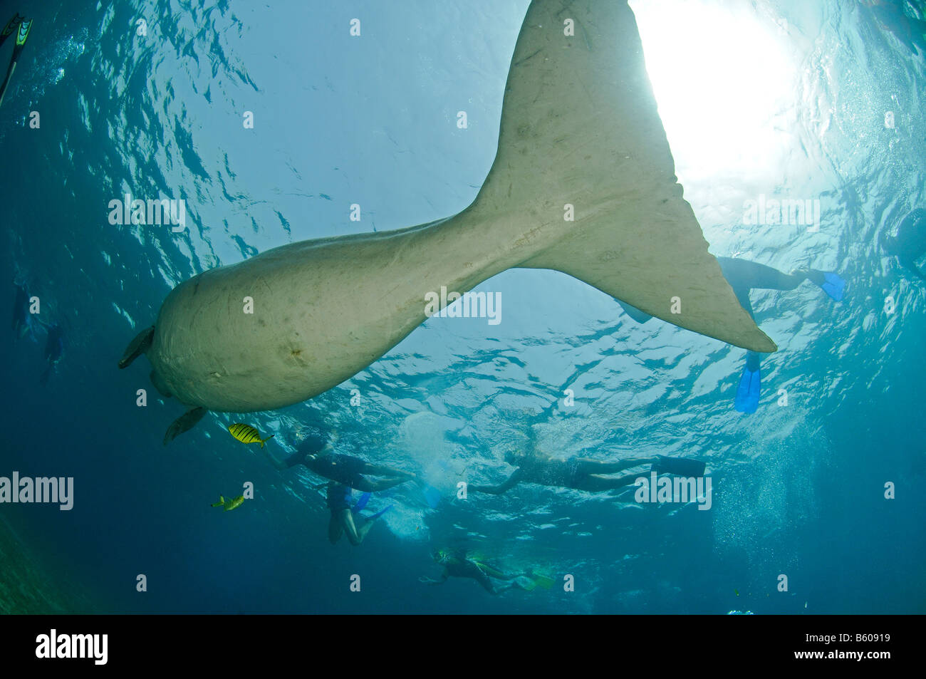 dugong dugon , Red Sea Stock Photo
