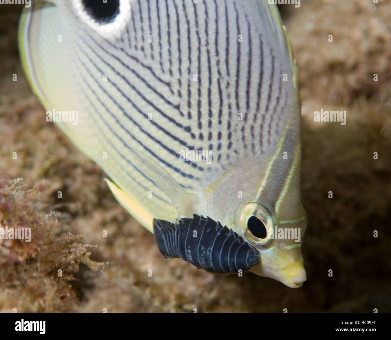 A Foureye Butterflyfish carries a hitchhiking parasitic Isopod along for the ride. Stock Photo